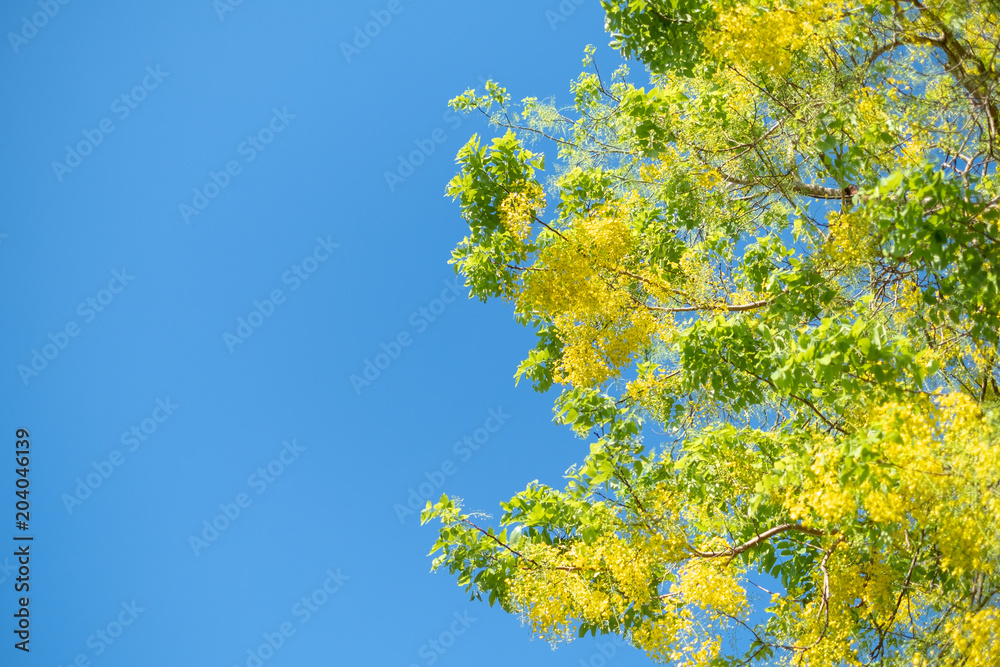Golden Shower Tree , Cassia fistula National flower of Thailand Golden Shower Tree , Cassia fistula National flower of Thailand