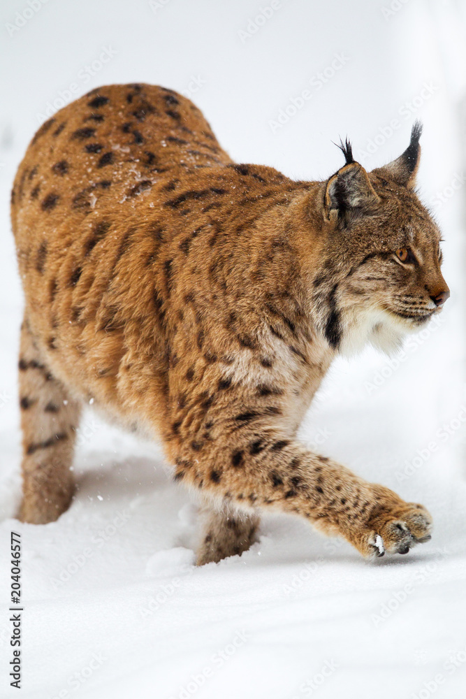 Luchs (Lynx lynx) im Winter im Tier-Freigelände im Nationalpark Bayrischer Wald, Deutschland. Luchs (Lynx lynx) im Winter im Tier-Freigelände im Nationalpark Bayrischer Wald, Deutschland.