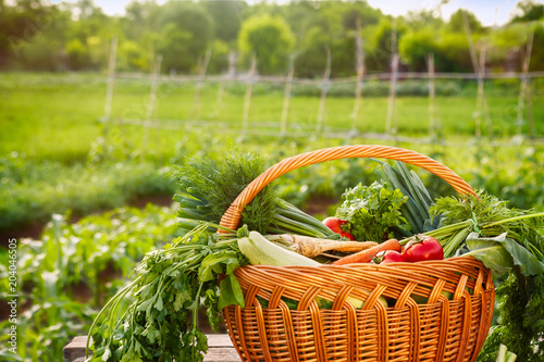 Fresh organic vegetable basket