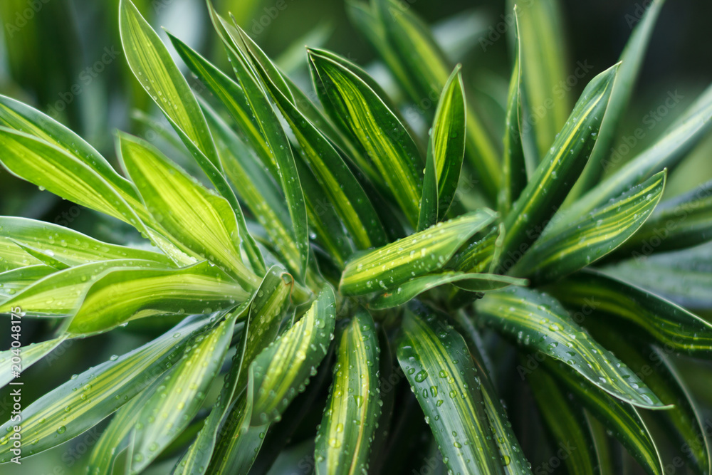 Obraz premium Phuket, Thailand. Green tropical leaves in Asia. Dracaena fragrans (cornstalk dracaena) is a flowering plant, is a slow growing shrub