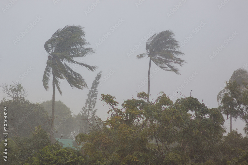 Phuket, Thailand. Strong storm wind sways the trees and breaks the