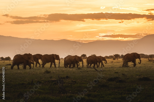 Elefanten Patrouille © Dominik Zeiß