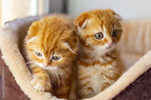 Fototapeta Naklejka Na Ścianę i Meble -  Red Scottish kittens