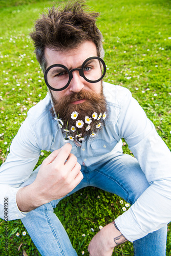 Man with long beard and mustache, defocused green background. Guy looks nicely with daisy or chamomile flowers in beard. Springtime concept. Hipster with beard on cheerful face, posing with glasses.