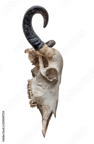 The cow skull on white background, side view.