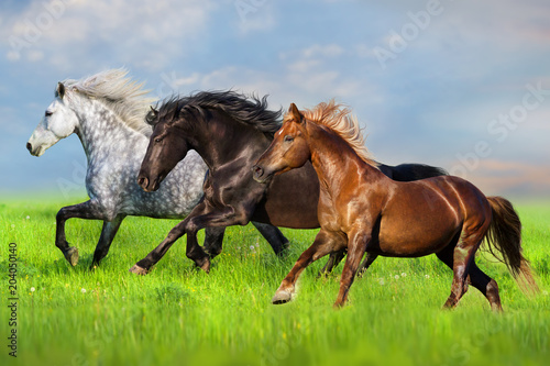 Herd run fast in green field with blue sky