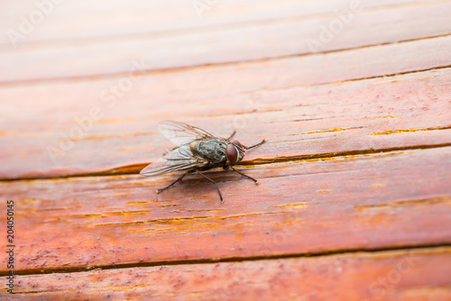 Drosophila Fly Insect on Wooden Wall