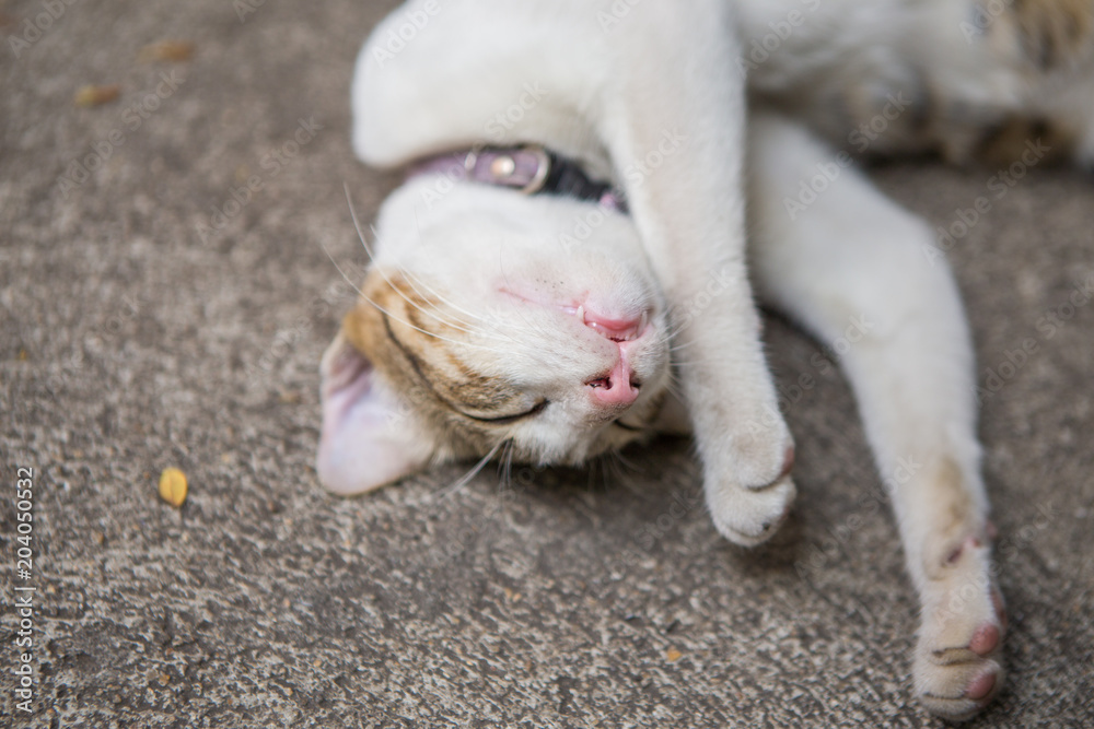 Fototapeta premium stray cats