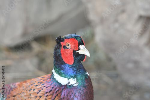pheasant head and beak macro portrait close up