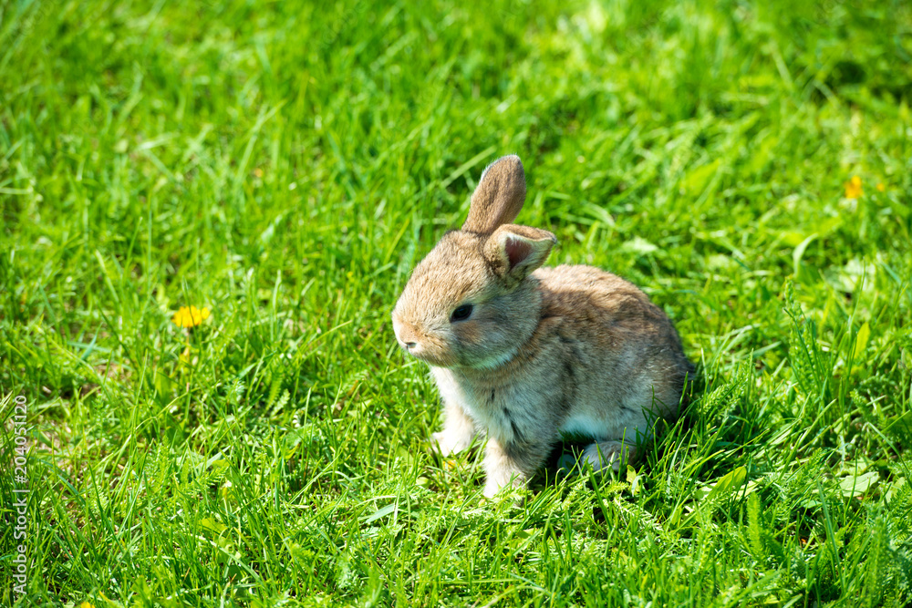 Cute rabbit with flower dandelion sitting in grass. Animal nature habitat, life in meadow. European rabbit or common rabbit. Cute rabbit with flower dandelion sitting in grass. Animal nature habitat, life in meadow. European rabbit or common rabbit.