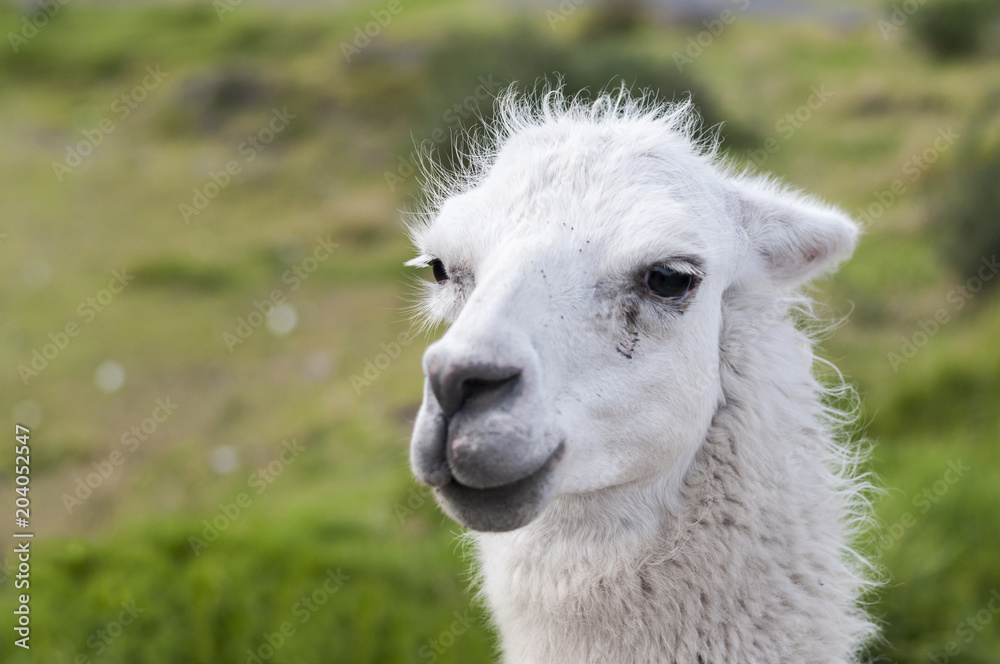 Portrait of a llama (Lama glama) / Portrait of a white llama (Lama glama) looking into the camera. Portrait of a llama (Lama glama) / Portrait of a white llama (Lama glama) looking into the camera.