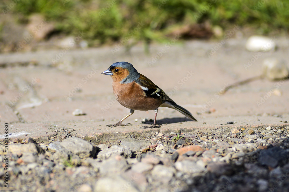 Fringilla coelebs in the garden on a beautiful sunny day Fringilla coelebs in the garden on a beautiful sunny day