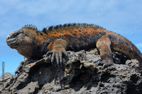Galapagos marine iguana, San Cristobal island, Ecuador © Noradoa