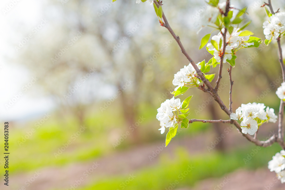 Obraz premium Cherry blossoms over blurred nature background