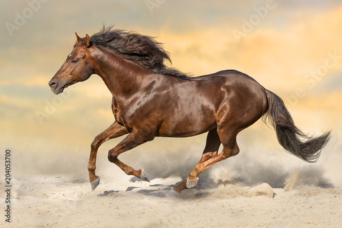 Red stallion with long mane run in sandy dast