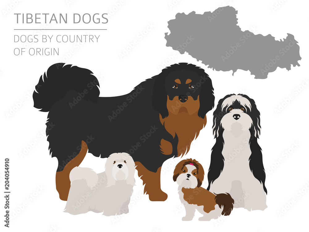 Dogs by country of origin. Tibetan dog breeds, chinese mountain dogs. Infographic template