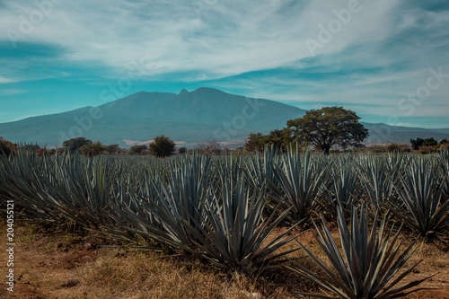 Obraz na płótnie Tequila, Jalisco
