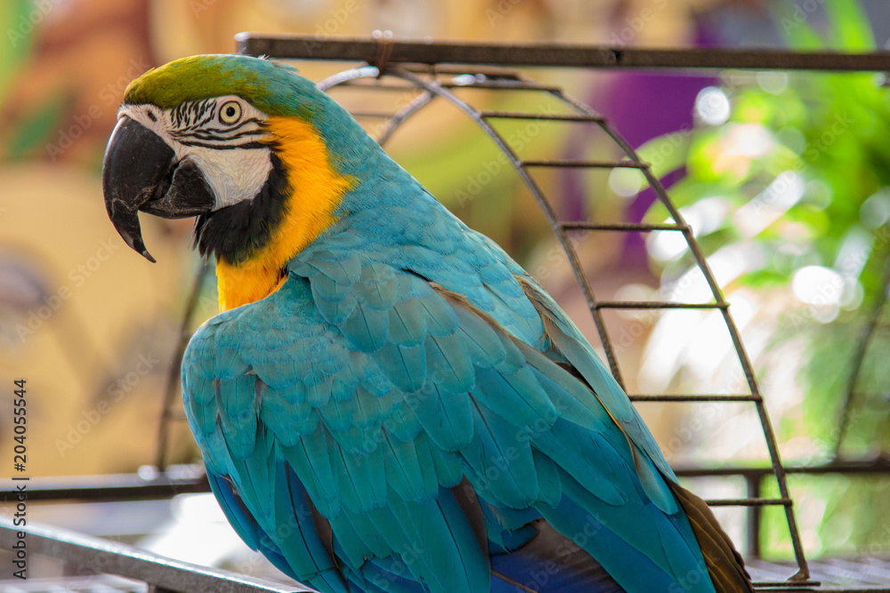 Obraz premium Cute bright colorful parrot.View of wild macaw parrot.