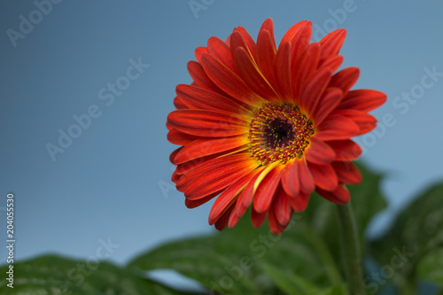 An orange gerbera with an open flower (Gerbera twister). The plant has many green leaves and blue backgrounds.