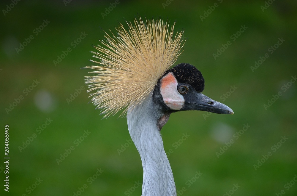 Fototapeta premium Crowned Crane