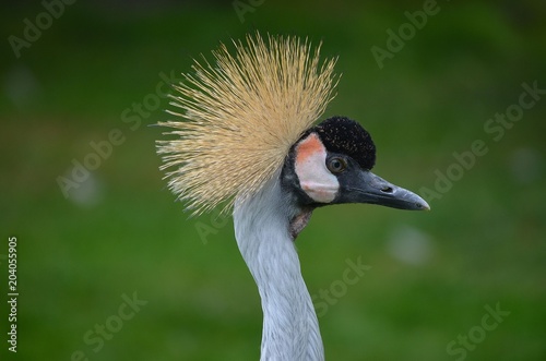 Crowned Crane