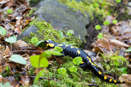 Europaean fire salamander (Salamandra salamandra) Romania, Bihor county