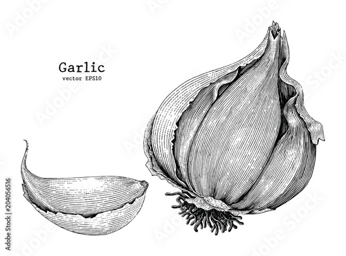 Garlic hand drawing vintage style
