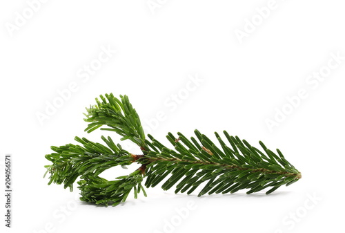 Pine branch isolated on white background