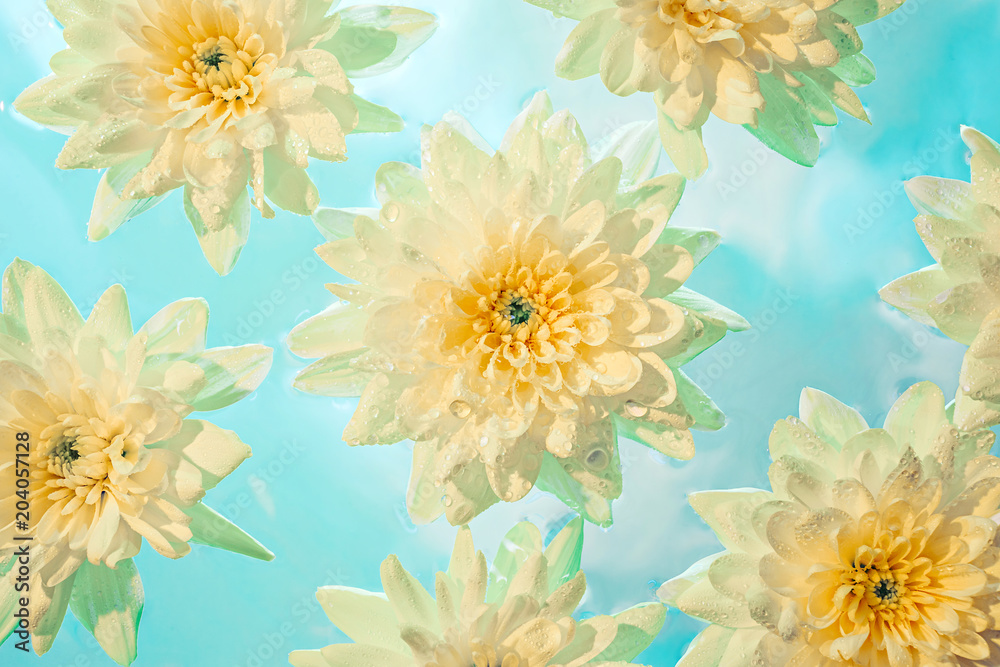 Fototapeta premium Yellow chrysanthemum with drops lying in water with reflection of the sky
