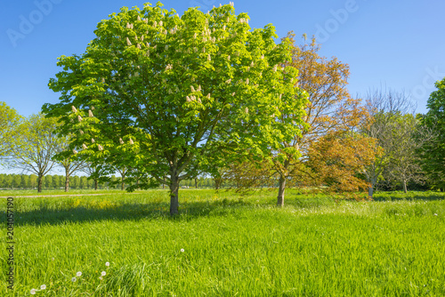 Trees and wild flowers in a field and forest in sunlight in spring