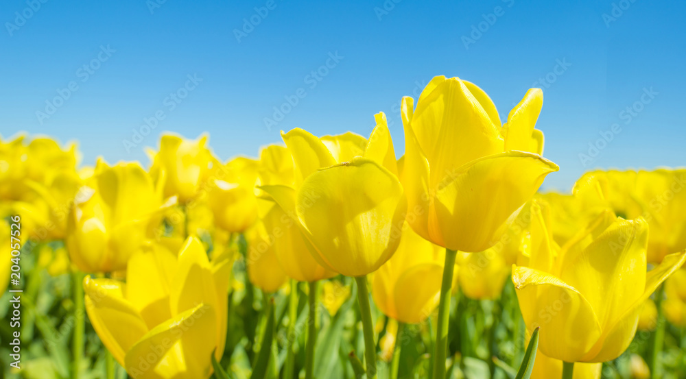 Obraz premium Field with colorful tulips below a blue sky in spring