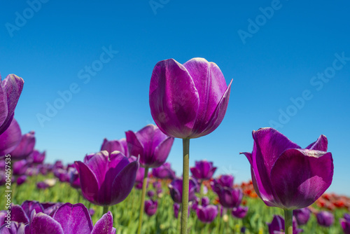 Fototapeta Naklejka Na Ścianę i Meble -  Field with colorful tulips below a blue sky in spring