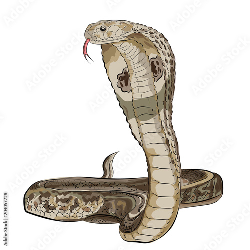 Snake of the cobra. Style of oriental tattoo. Vector.