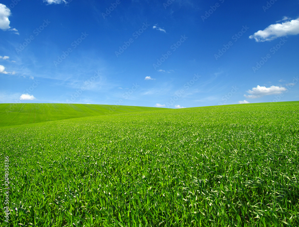 Fototapeta premium green field and clouds