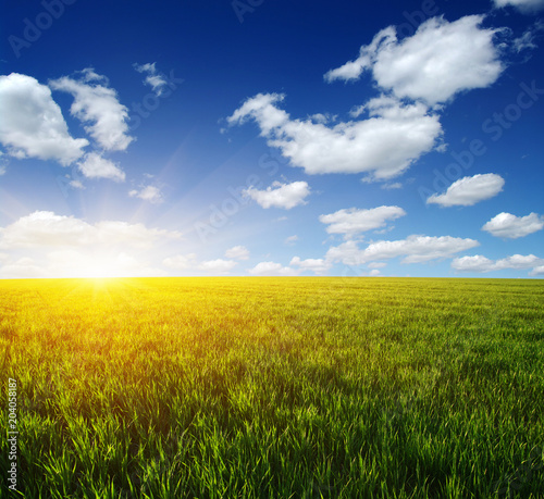 Green meadow under sun
