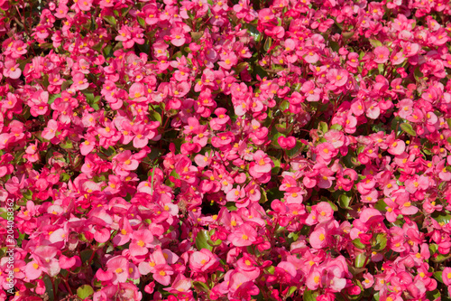 Flowering Red begonias in the flower bed as a background for design