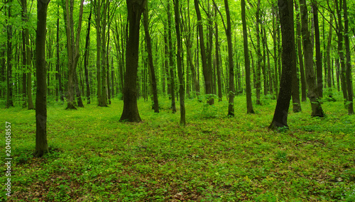 Forest trees in spring