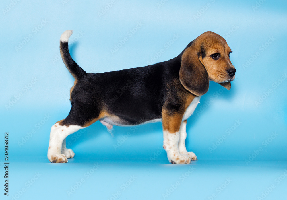 beagle puppy stands sideways