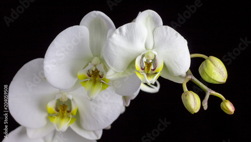 Fototapeta Naklejka Na Ścianę i Meble -  Beautiful white orchid on a black background
