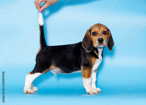 beagle puppy stands sideways