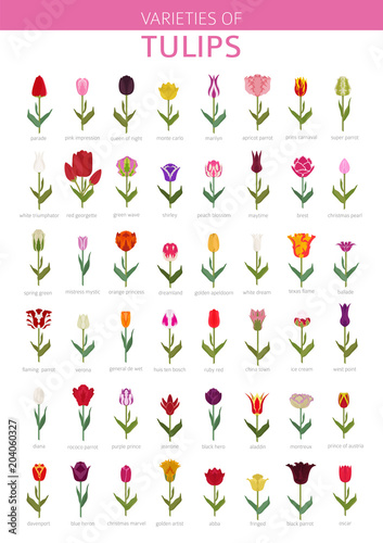 Tulip varieties flat icon set. Garden flower and house plants infographic