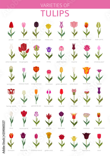 Fototapeta Naklejka Na Ścianę i Meble -  Tulip varieties flat icon set. Garden flower and house plants infographic