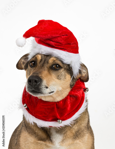 Doggy christmas portrait © Ulrich Willmünder