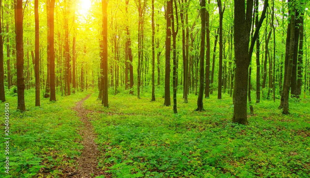 Obraz premium Las i promienie słoneczne