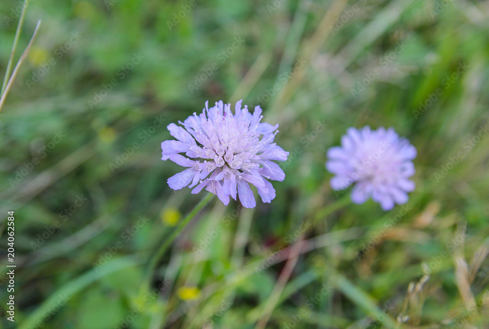 Tiny violet flower in the nature and green grass. Tiny daisy in the lawn outdoors. Tiny violet flower in the nature and green grass. Tiny daisy in the lawn outdoors.