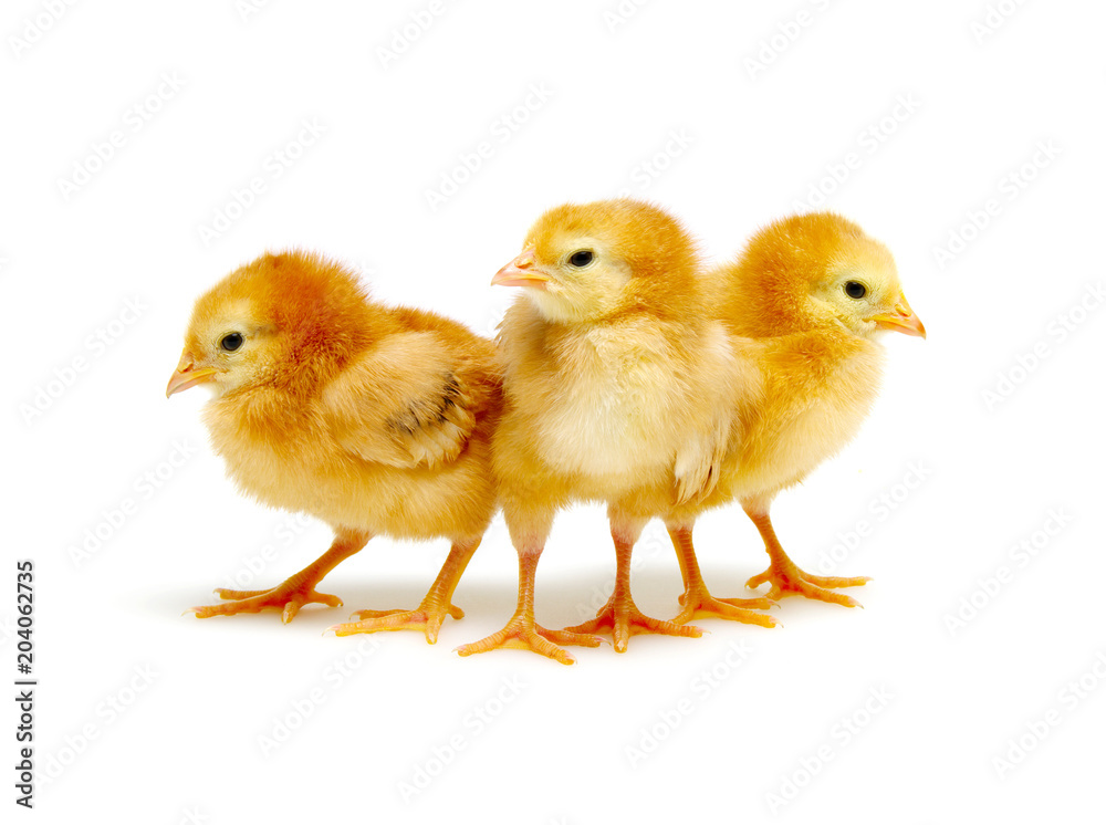 chickens isolated on white chickens isolated on white