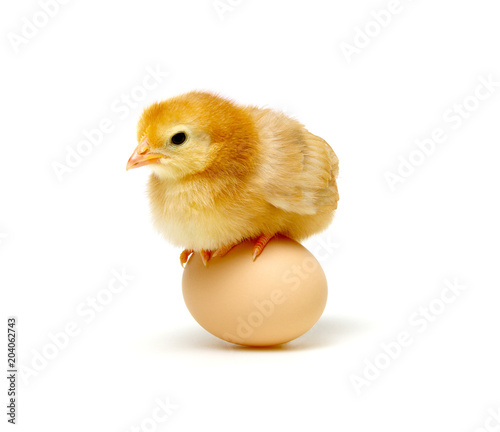 chick and egg on a white
