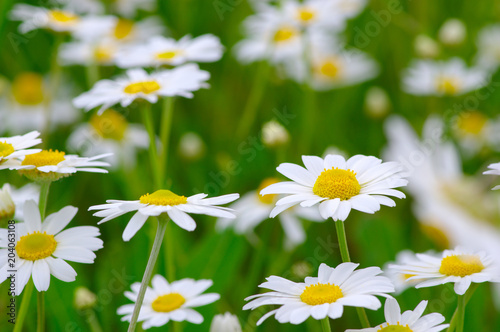 White daisy on  field © Alekss