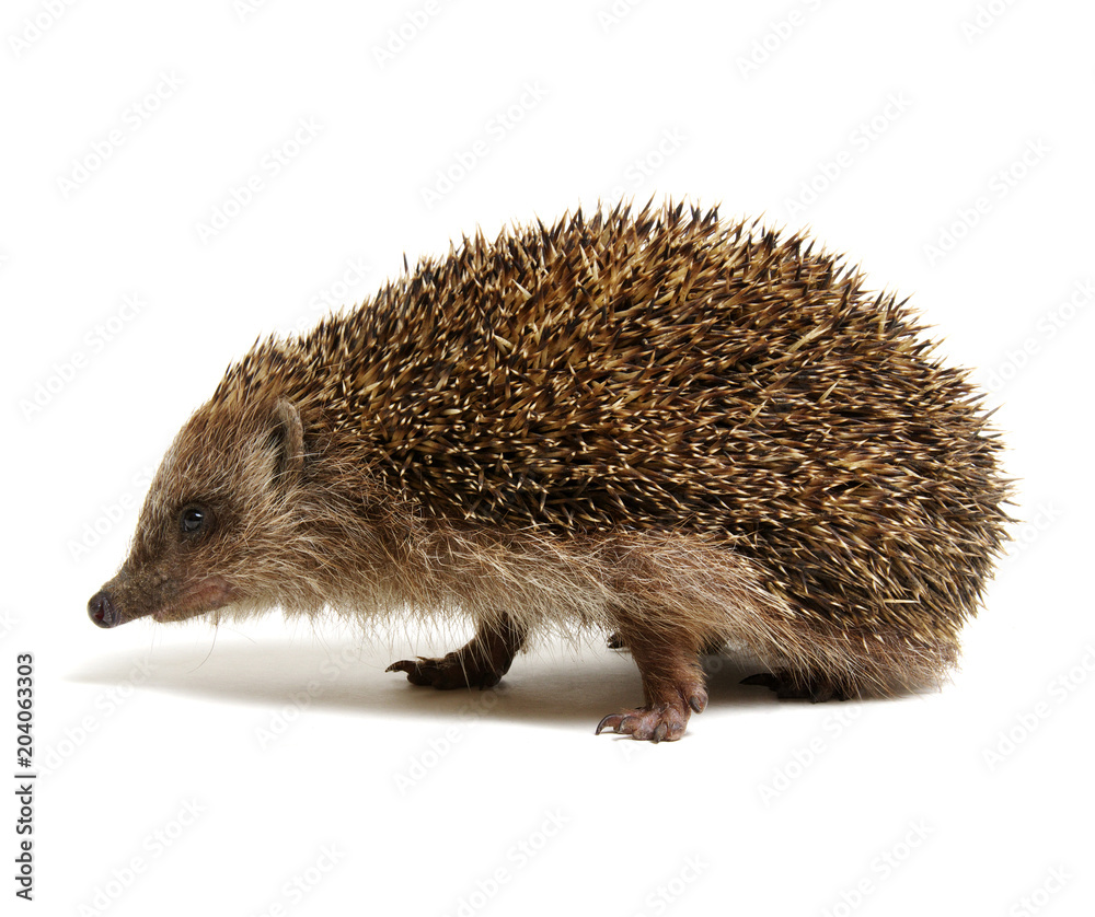 Obraz premium Hedgehog isolated on white
