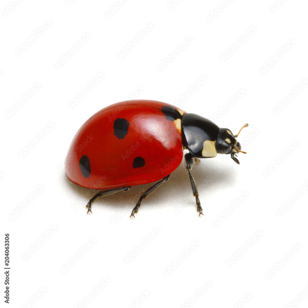 Ladybug isolated on white Ladybug isolated on white